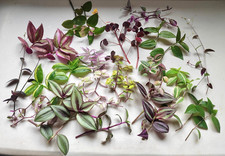 Tradescantia & Callisia Double
