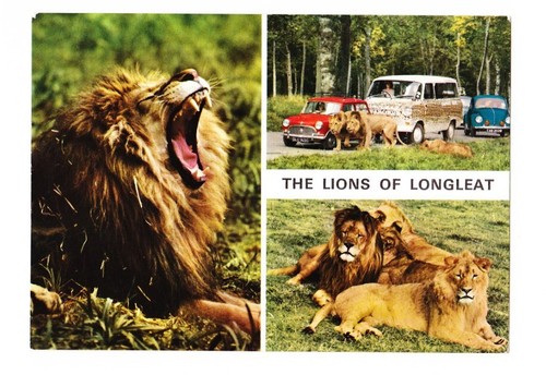 Vintage postcard the lions - vintage, of