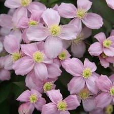 3X Clematis MONTANA PINK PERFUME Climbing Plant Plug Cuttings Organic UK Hardy