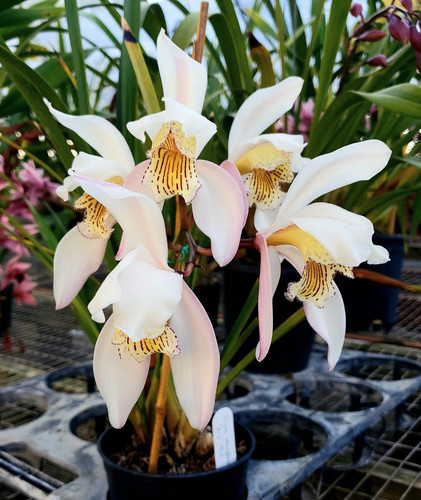 Cymbidium wenshanense species