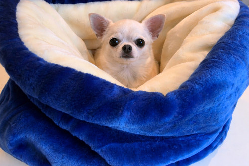 Luxury snuggle sack - ,, chihuahua