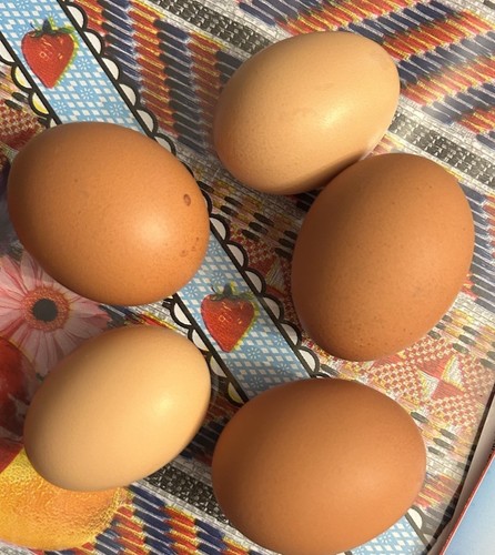 Fertilized eggs for hatching