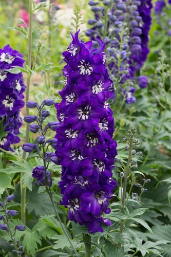 Delphinium dark blue white - 3, x