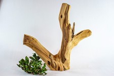 Manzanita Aquarium Driftwood