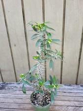 Euphorbia  annamarieae   rare