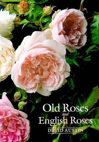 Old roses and english - old, by