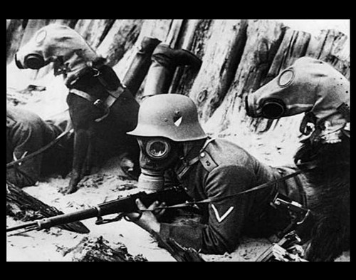 Dogs german soldiers - dogs,