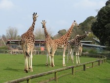 Photo A1 Giraffes at Fota