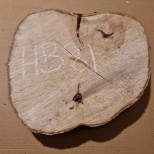 Old hornbeam burr burl cookie - old,