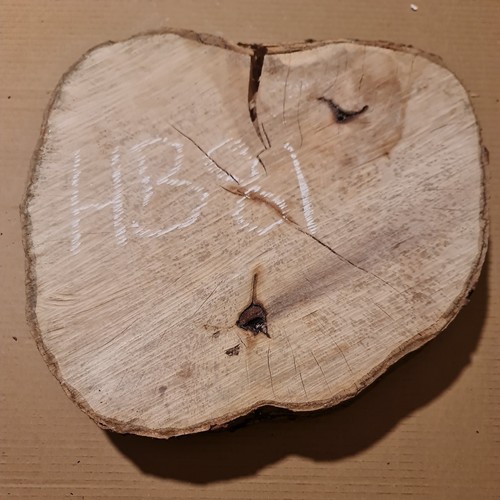 Old hornbeam burr burl cookie - burr,