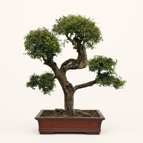 Large chinese elm ulmus - large,
