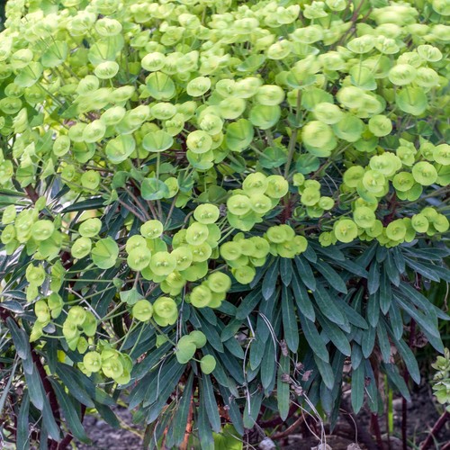 Euphorbia robbiae wood spurge - robbiae,