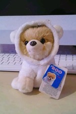 Boo The Cutest Pomeranian Dog