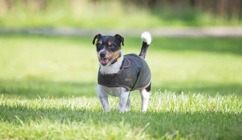 Shires digby fox wax dog - shires,