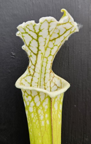 Sarracenia silvia luise l131 - sarracenia, x