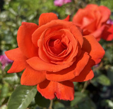 KEVIN - Fragrant Orange Hybrid