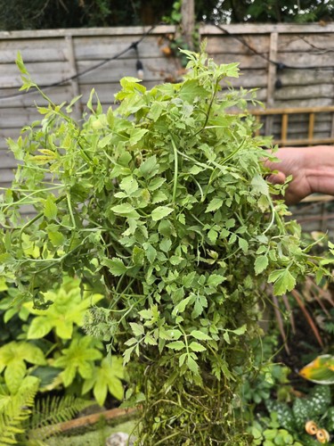 Large fool watercress pond - large, fool’s