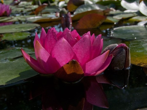 James brydon red water lily - james,