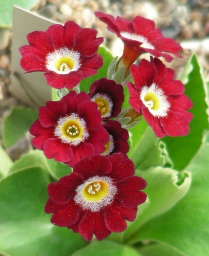 Garden border auricula - garden, or