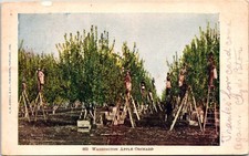 1906 Apple Orchard Ladder