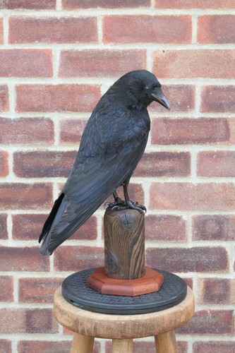 Taxidermy crow not - not, raven