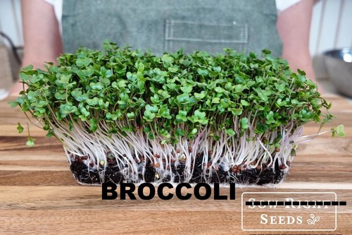 Microgreens sprouting - microgreens, |