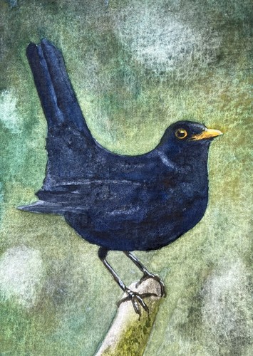 Original watercolour blackbird - original,
