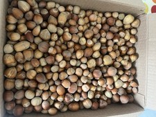 2kg - UK Hazelnuts for Squirrels and Birds