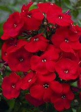 Flower - Phlox Scarlet Beauty