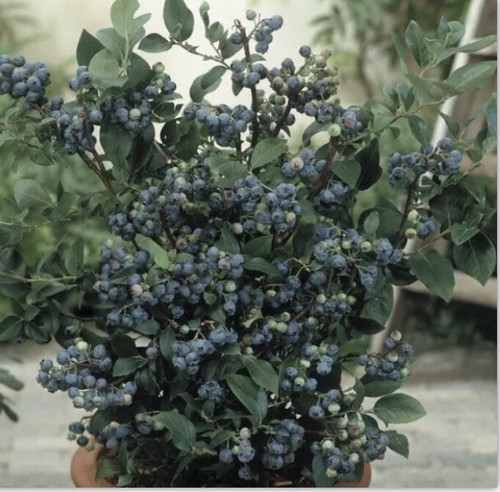 Blueberry plants in a 3lt - plants,