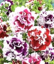 PETUNIA TRAILING DOUBLE MIX F1