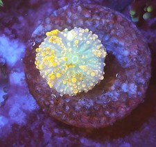 yellow Mushroom Marine Coral