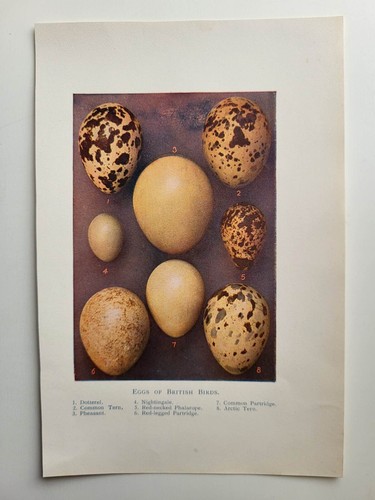 Old vintage colour print - old,