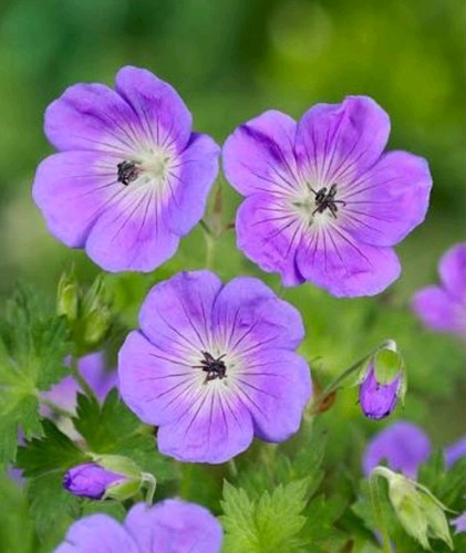 Budding rhs plant - rhs, of