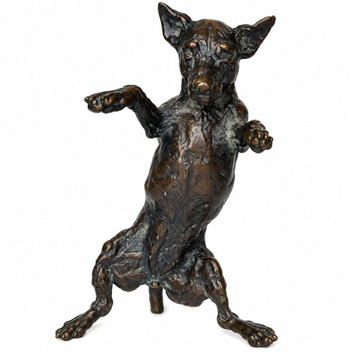Jack russell terrier - jack,