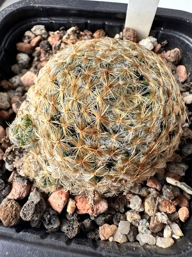 Mammillaria schiedeana cm - schiedeana., 4