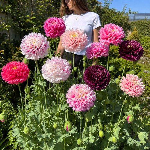 Hardy winter giant poppy - winter,