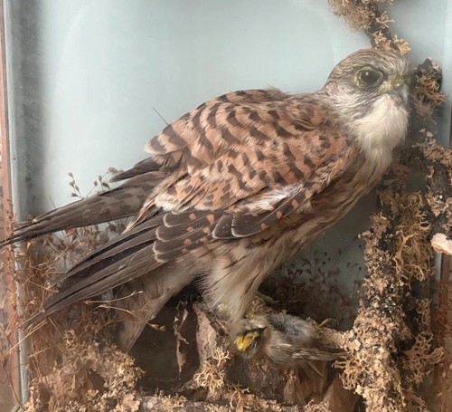 Stunning bird prey - ,