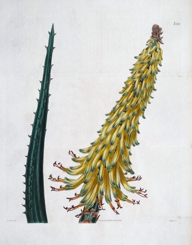 Antique botanical print aloe - antique,
