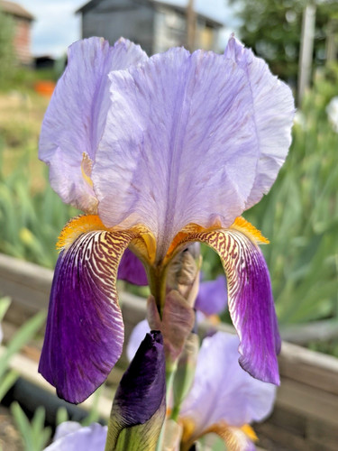 Bearded iris germanica - germanica,