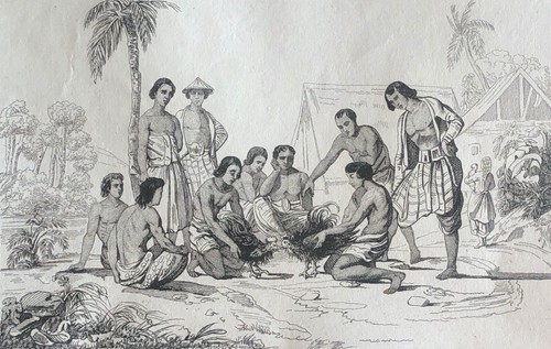 Cock fighting oceania - fighting,