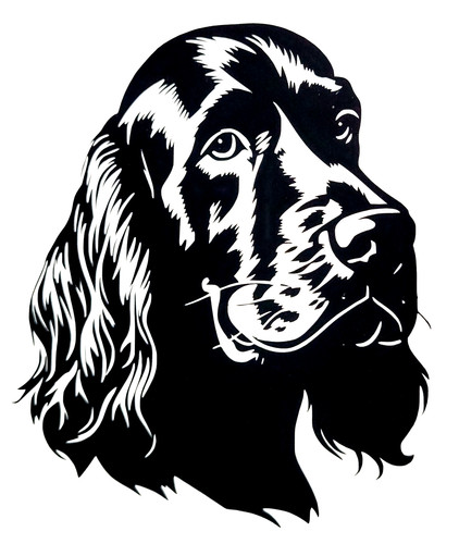 English spaniel cocker - 1x,