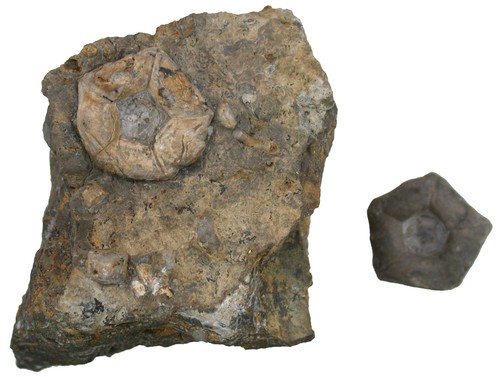 Triassic basal encrinus - triassic, of
