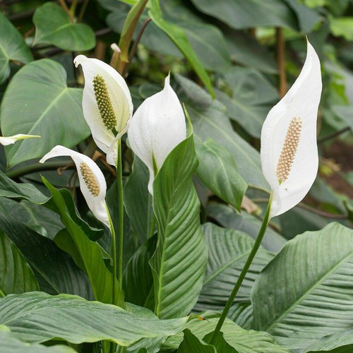 Spathiphyllum - , lily)