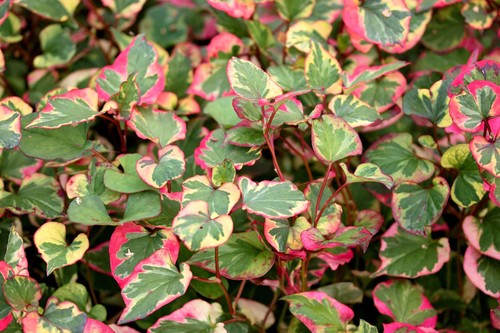 Houttuynia cordata chameleon - houttuynia,
