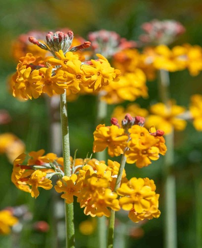 Primula bulleyana - 6,