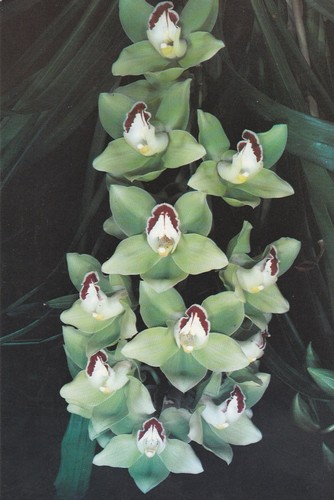Eric young orchid foundation - young,