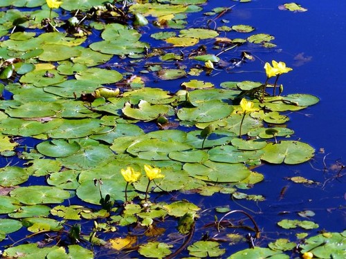 Photo 6x4 wild water - wild, lily