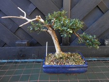 (15) BONSAI LONICERA - GREAT SHAPED PADS  - LARGE NEBRI - DEAD WOOD IN BLUE POT