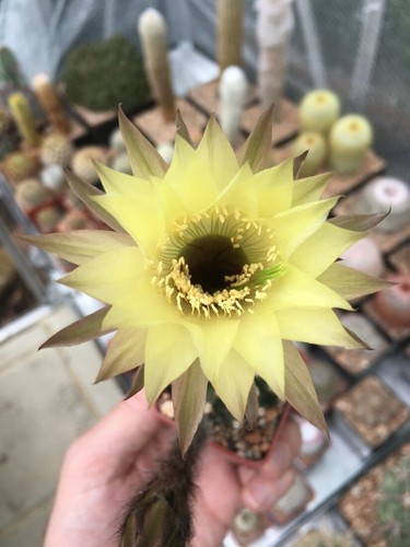 Fresh cactus seed x15 - cactus,